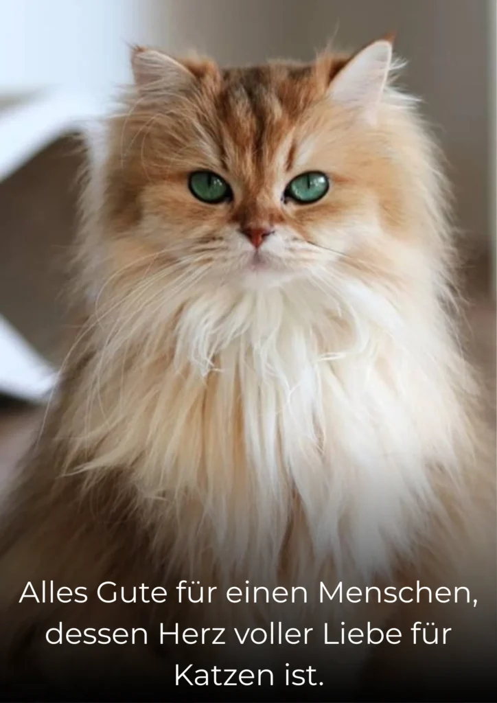Alles Gute für einen Menschen, dessen Herz voller Liebe für Katzen ist