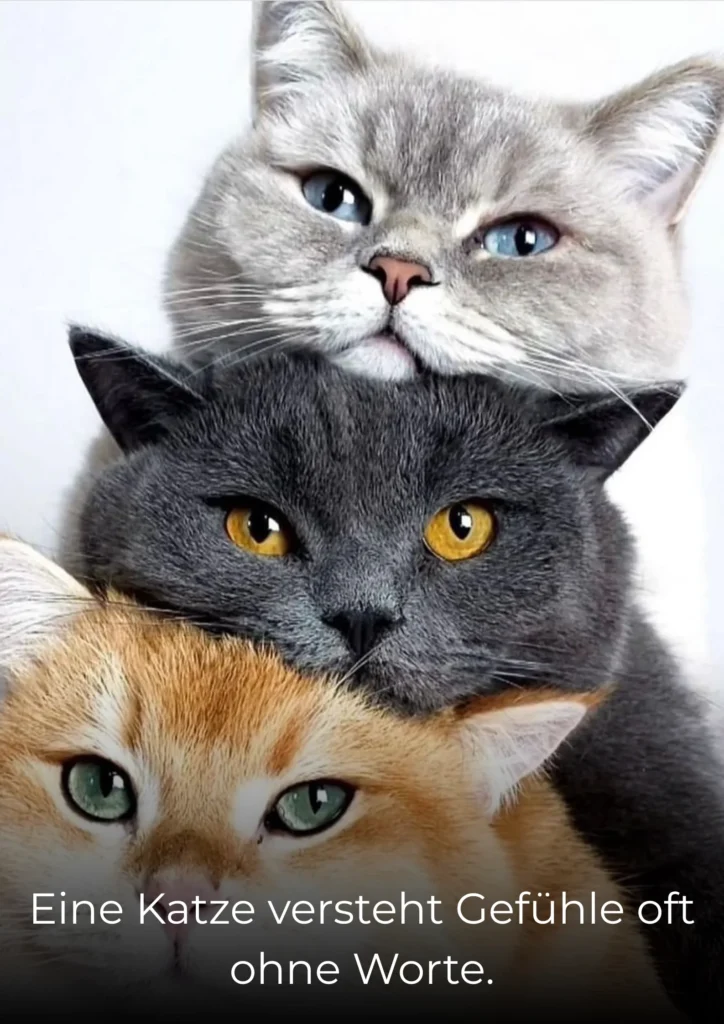 Eine Katze versteht Gefühle oft ohne Worte